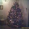 tree~01