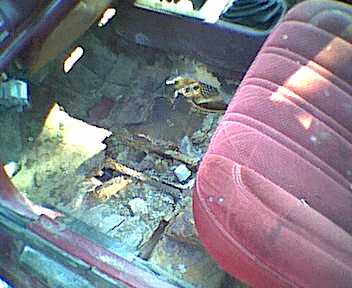 floorrot