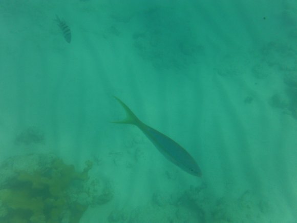 DSCF1248